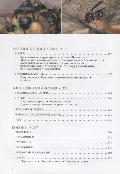 Пчелы, осы, пауки и другие строители - фото 4