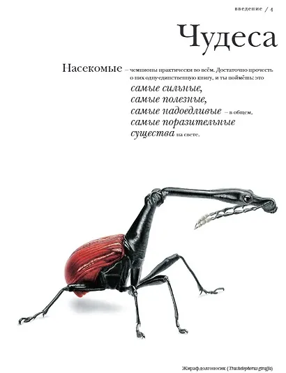 Поразительные насекомые. Книга про подземных математиков, мастеров блефа, дружных кочевников, зомби, уборщиков мусора и многих-многих других - фото 4