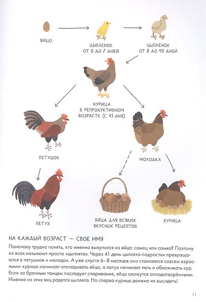 Курицеведение. Дачная энциклопедия - фото 5