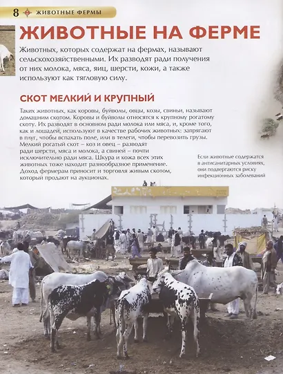 Животные фермы. Детская энциклопедия (новая обл.) - фото 4