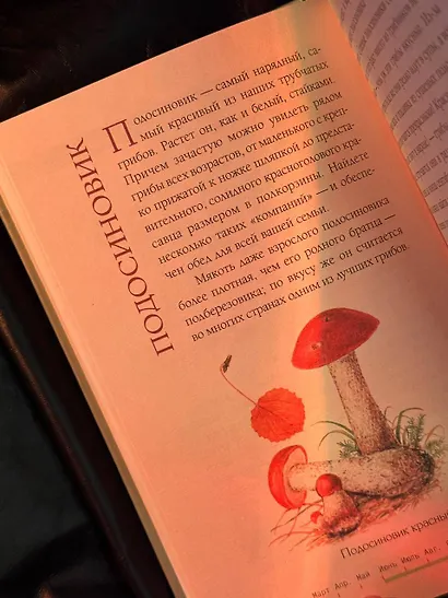 Грибы русского леса. Иллюстрированный определитель - фото 6