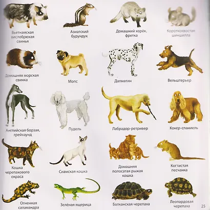 1000 картинок. Животные мира - фото 4