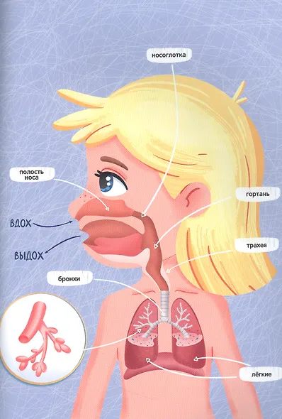 Атлас. Тело человека - фото 3