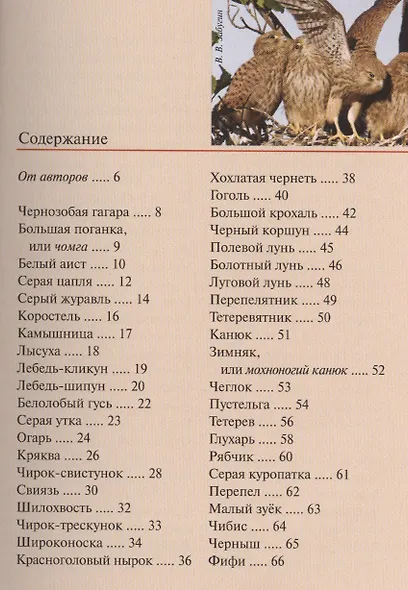 Птицы европейской части России. Карманный справочник - фото 2