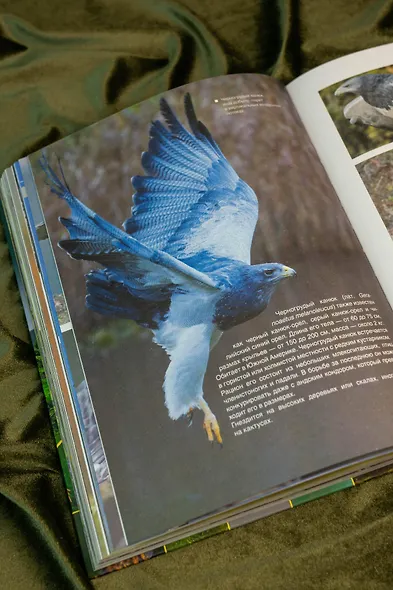 Большая книга о птицах. 1001 фотография - фото 9