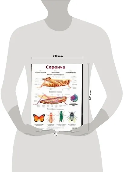 Саранча. Жук. Плакат двухсторонний - фото 2