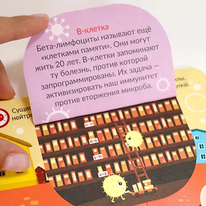 Вирусы и бактерии. Что мы знаем о них? Книжка с окошками - фото 6