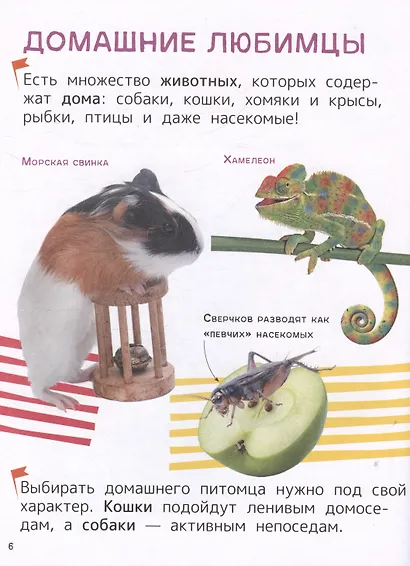 Домашние любимцы. Энциклопедия для первого чтения с крупными буквами - фото 7