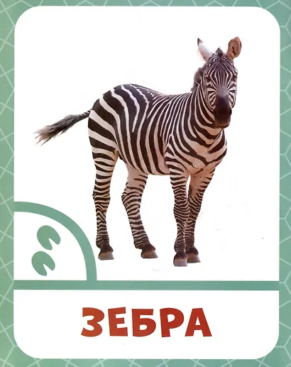 Животные жарких стран - фото 3