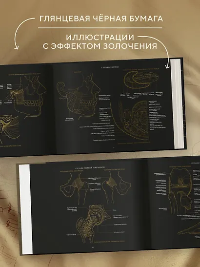 Анатомия в черном. Медицинский атлас для любителей роскоши и стиля - фото 7