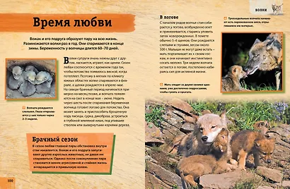 Энциклопедия животных. Взрослые и детёныши - фото 5