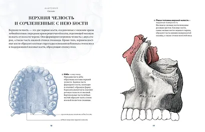 Анатомия - фото 6
