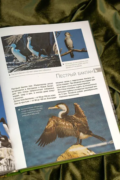 Большая книга о птицах. 1001 фотография - фото 8