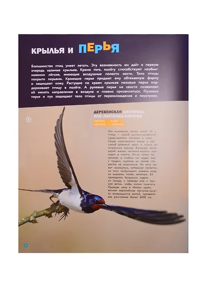 Энциклопедии c фото и видео приложениями. Птицы - фото 3
