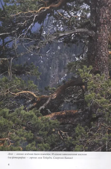 Лесные птицы России - фото 3