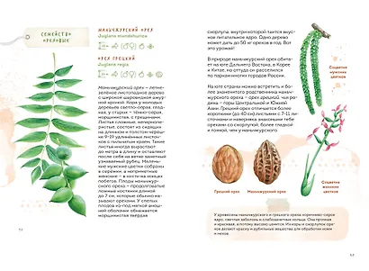 Деревья. Атлас-определитель - фото 15