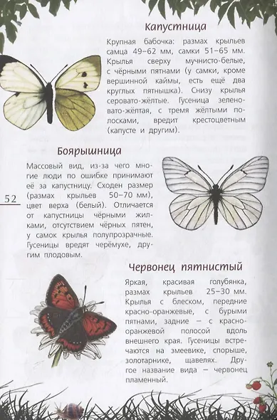 Наши насекомые. Определитель для детей - фото 4