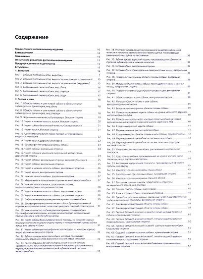 Топографическая анатомия собаки и кошки. С основами клинической анатомии - фото 2