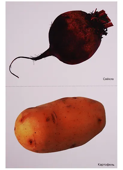 ФГОС Мир в картинках. Овощи. - фото 5