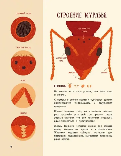 Муравьи против божьих коровок. Божьи коровки против муравьёв. Книжка-перевёртыш - фото 6