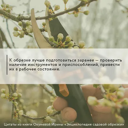 Энциклопедия садовой обрезки - фото 6
