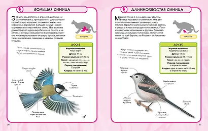 Птицы - фото 6