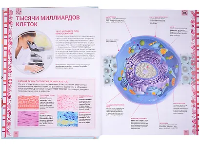 Человек. Большая энциклопедия - фото 6
