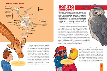 Птицы. Биология. Физиология - фото 9