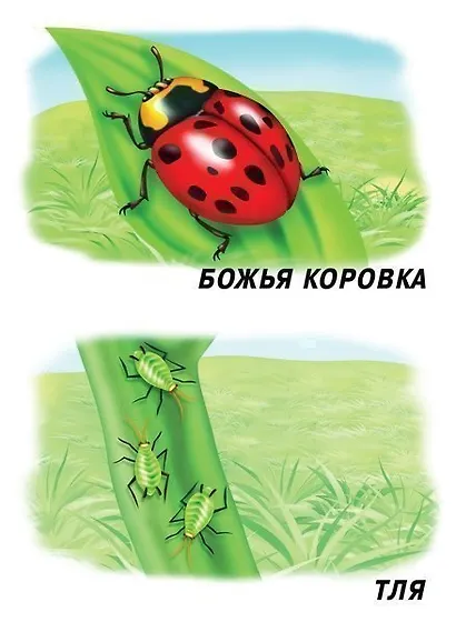 Насекомые. Демонстрационный материал для занятий в группах детских садов и индивидуально - фото 3