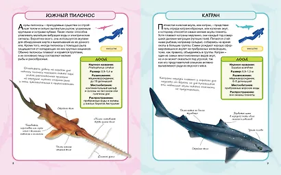 Акулы и скаты - фото 4