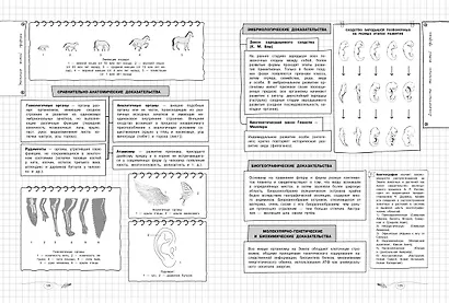 Биология. 5-11 классы. Справочник в наглядных конспектах - фото 12