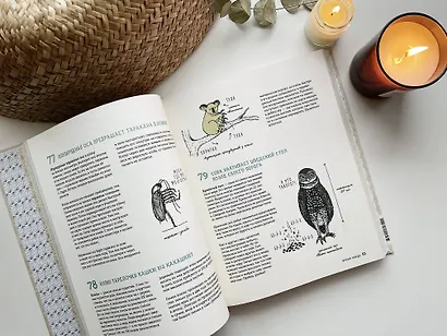 Может ли лошадь решать уравнения? И ещё 320 вопросов о животных - фото 12