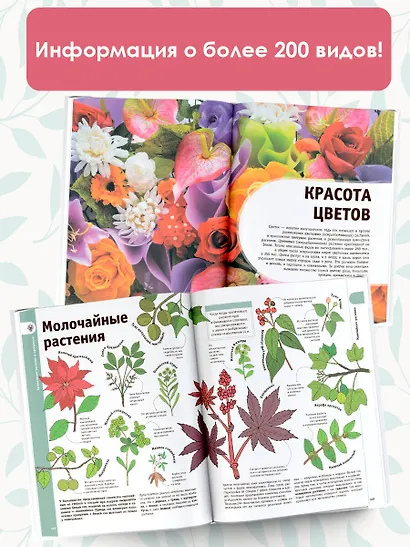 Деревья, листья, цветы и семена - фото 5