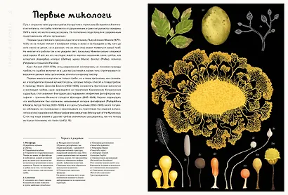 Грибы - фото 7