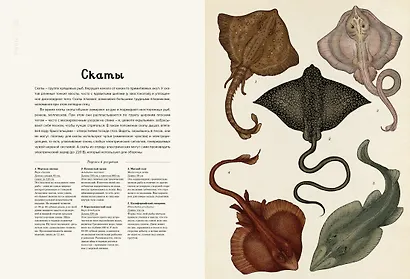 Анималиум - фото 8