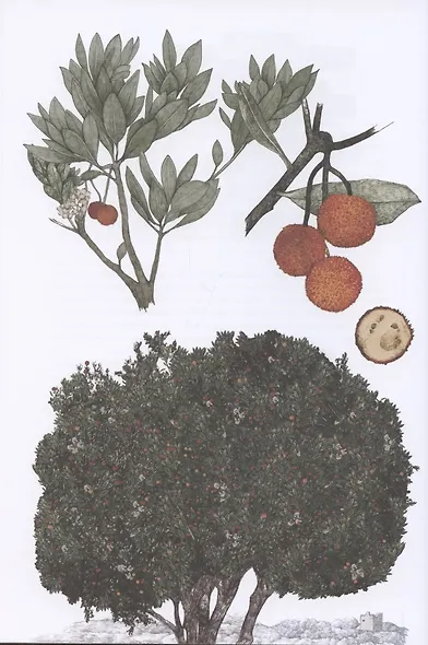 Вокруг света за 80 деревьев - фото 9