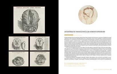 Большой атлас мозга - фото 4