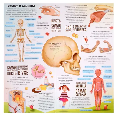 Анатомия : книжка-трансформер - фото 3
