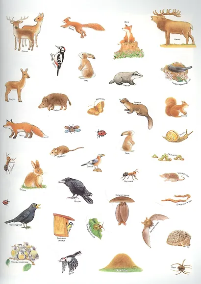 Кто живёт в лесу? Развивающие задания + более 60 наклеек с животными. 4-6 лет - фото 2