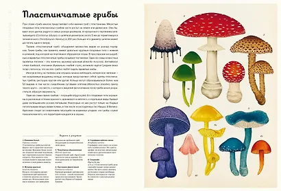 Грибариум - фото 14