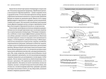 Зачем мы бежим, или Как догнать свою антилопу. Новый взгляд на эволюцию человека - фото 5