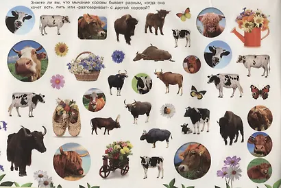 Домашние животные - фото 2