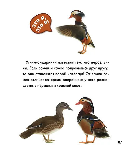 Птицы - фото 15