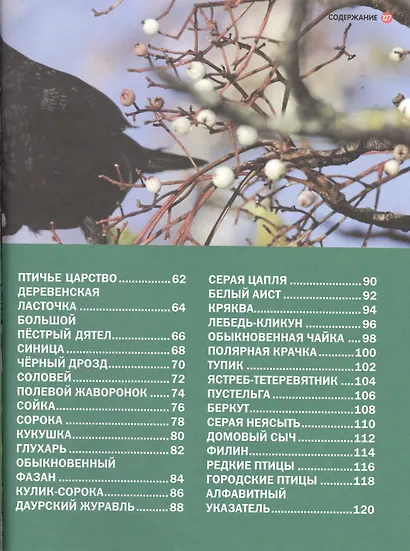 Животные и птицы России - фото 3
