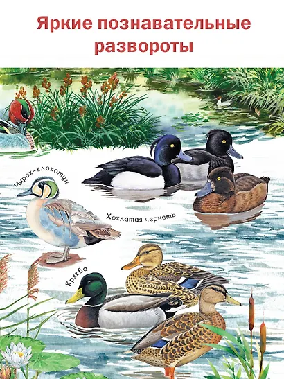 Рассказы о природе - фото 5