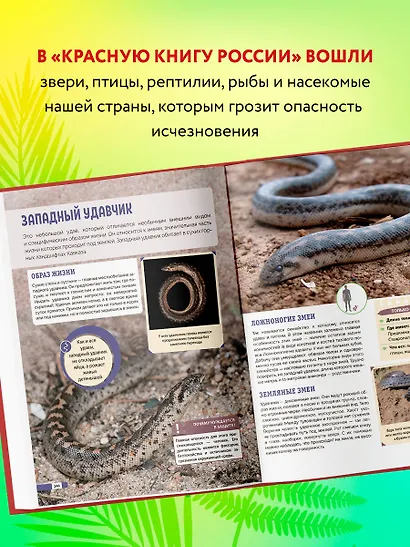 Красная книга России: животные, растения, птицы, насекомые. Энциклопедия редких видов - фото 5