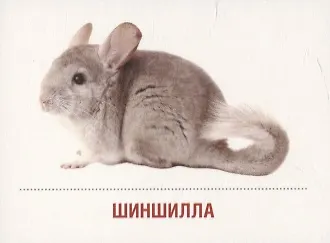 Домашние питомцы. 16 раздаточных карточек со словами на русском и английском языках на обороте - фото 4