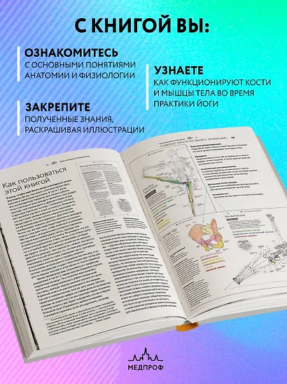 Анатомия йоги: атлас-раскраска. Визуальный гид по телу — от структуры к осознанной практике - фото 5