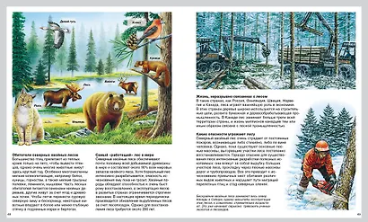 Мир леса - фото 7