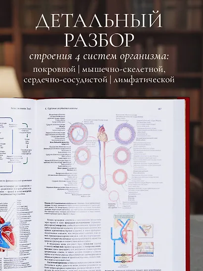 Анатомия человека. Эксклюзивное издание с 50-летней историей. Том 1 - фото 8